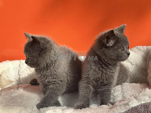 Chatons British Shorthair - 2