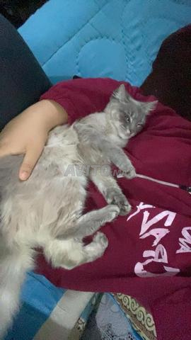 Chat Siamois Persan - 2