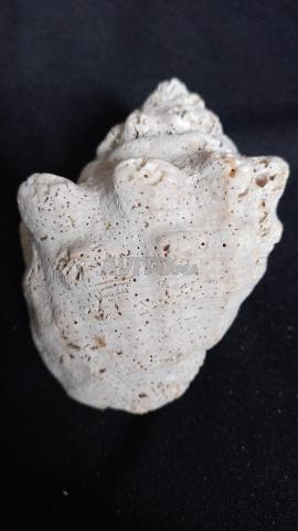 Ancien coquillage marin fossilisé - 2