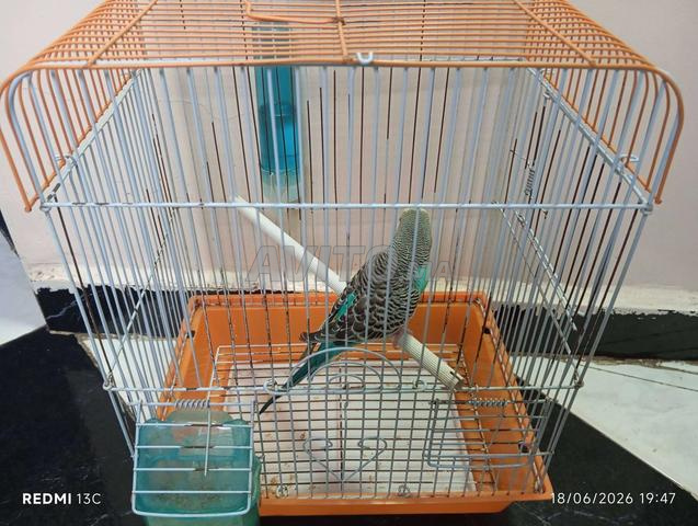 Perruche femelle 2 ans