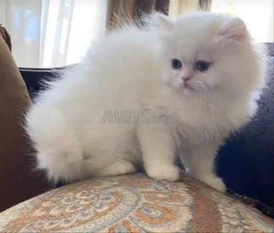 شخص شينشيلا طفل - 2
