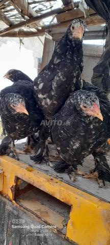 4 poules Brahma coq disponibles à vendre à Fès, livraison disponible