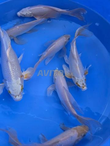 Poisson Koi Aquarium