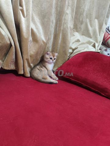 قطتان سكوتش للبيع - 2