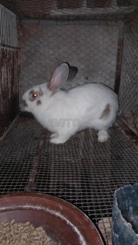 Lapins de race Romani et locale à vendre pour manger et pour gagner