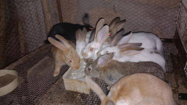 Lapins de race Romani et locale à vendre pour manger et pour gagner - 2