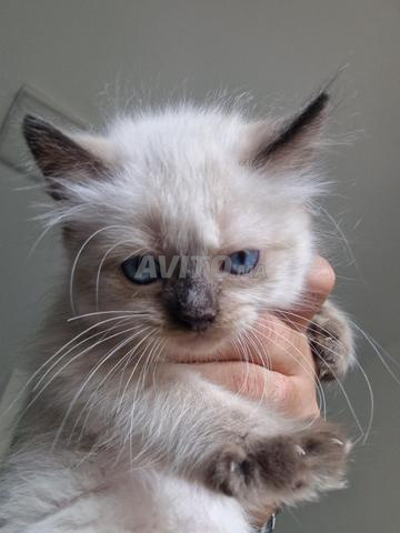 Chatte Himalayenne - 2