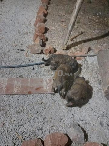 Chiens Malinois de 1 mois - 2