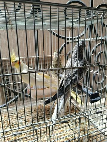 Trois oiseaux Calopsitte à prix raisonnable