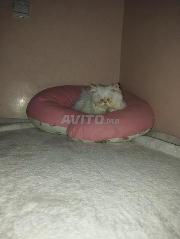 قطة شيرازية أنثى - 2