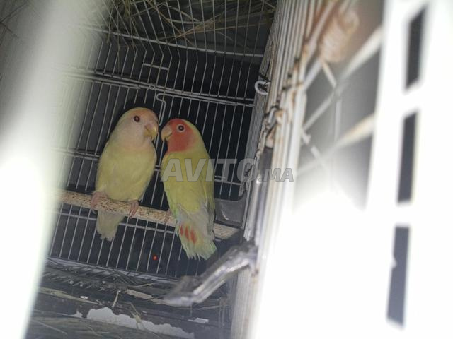 زوج روز ألبينو مع قفصه للبيع. - 2