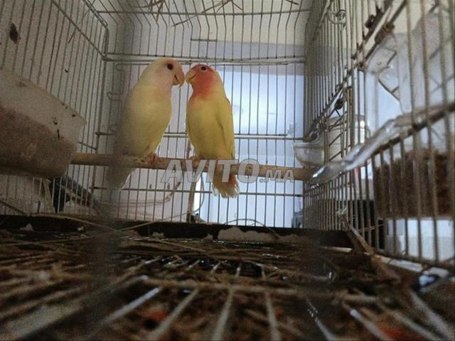 زوج روز ألبينو مع قفصه - 2