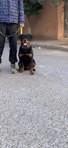 Rottweiler pedigree à vendre - 2