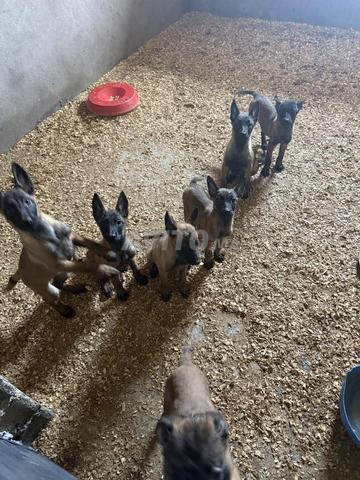 chiots malinois - 2