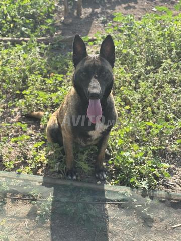 Chiens Malinois charbonnés avec son fils à vendre