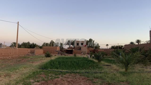 أرض فلاحية للبيع بجوج آبار ونخيل ودار - 2