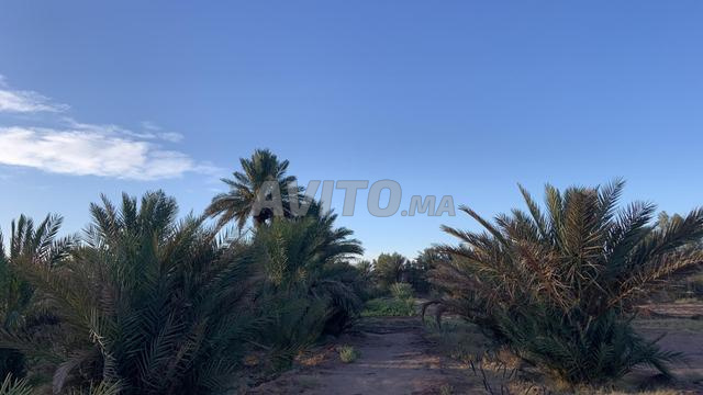 أرض فلاحية فيها بئران ونخيل ومنزل - 2