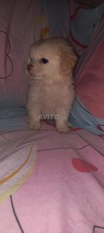 Bichon à vendre - 2