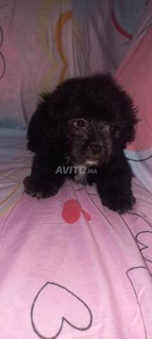 Bichon à vendre - 2
