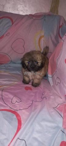 Bichon à vendre - 2