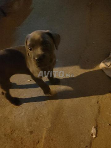 Chiots Cane Corso à vendre. - 2