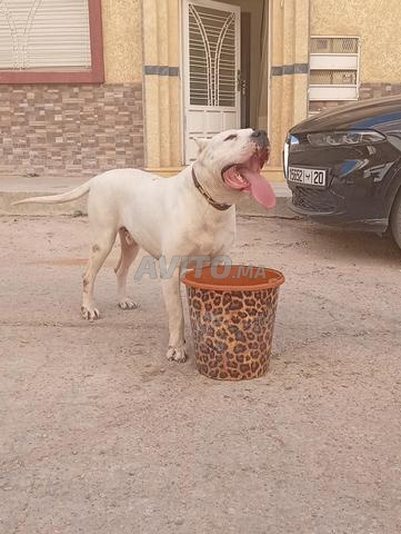 Chien argentin bon - 2