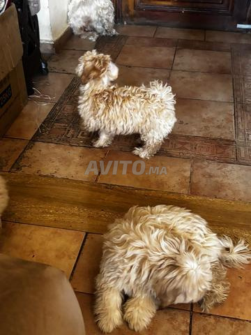Chiots Bichons Maltais à vendre - 2