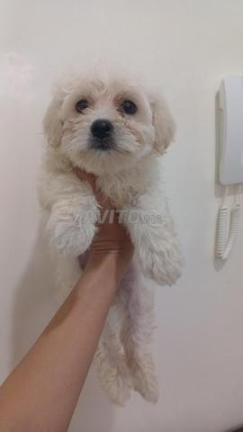 Bichon maltais - 2