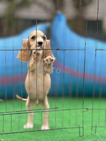 Chiot cocker - 2