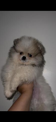 Spitz de 2 mois, vacciné, vermifugé ✅ 🎀