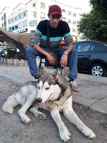 عبد الرزاق رجل لكل شيء دهان بستنة