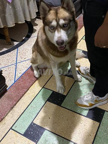 Mélange Husky Malamute - 2
