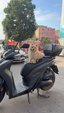 Spitz a 1 an et 6 mois - 2