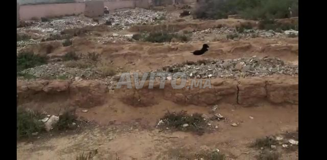 Terrain constructible de 1800m2 - 2