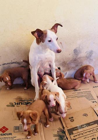 Chiots Potingo de chasse à vendre 🐶 - 2