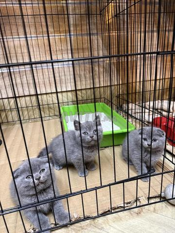 Scottish Fold et British - 2