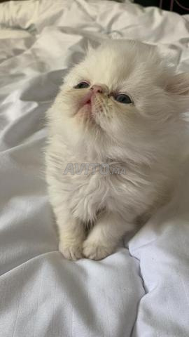قطط فارسية للبيع