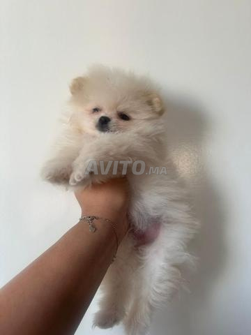 Spitz nain - 2