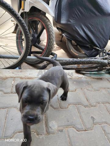 Chienne Cane Corso en bonne santé, âgée de deux mois - 2