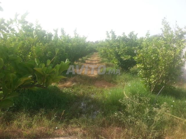 مزرعة مجهزة بالكامل طريق فاس - 2