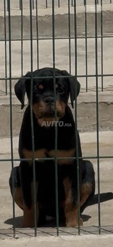 Magnifique chiots rottweiler pedigree - 2