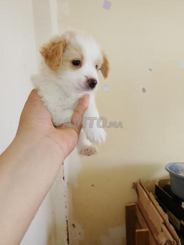 Bichon x Spitz - 2