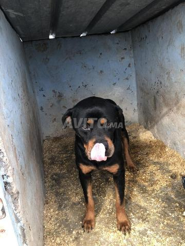 Rottweiler dressé