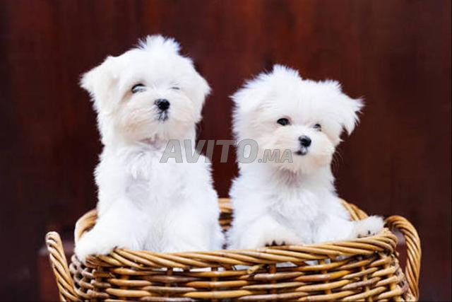 chiot bichon maltais