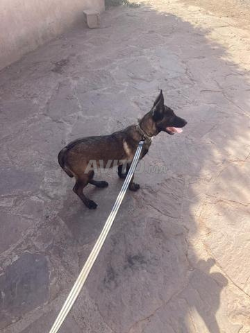 Malinois pure race charbonné - 2