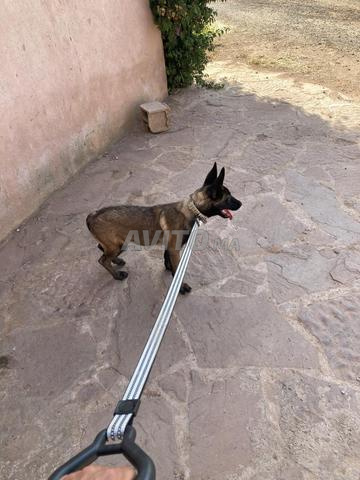 Malinois pure race charbonné