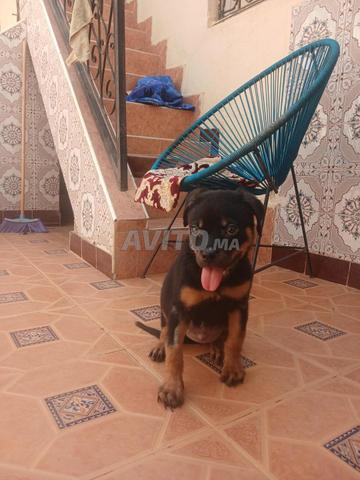 Femelle rottweiler - 2