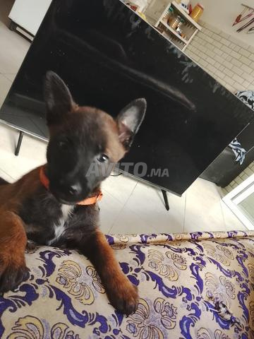 Malinois pure race - 2
