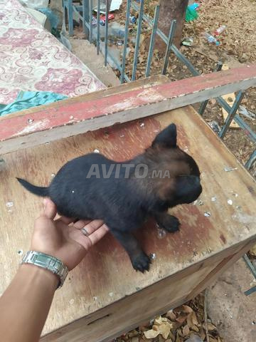 Chien Malinois à vendre - 2