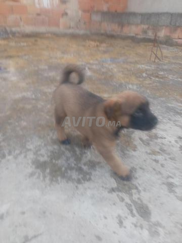 Mâle et femelle Malinois magnifiques âgés d'un mois - 2